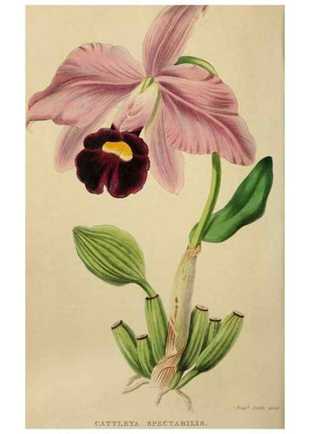Reproducción/Reproduction 49810530418: The florist and garden miscellany.. London :Chapman and Hall,1850-1851.. 