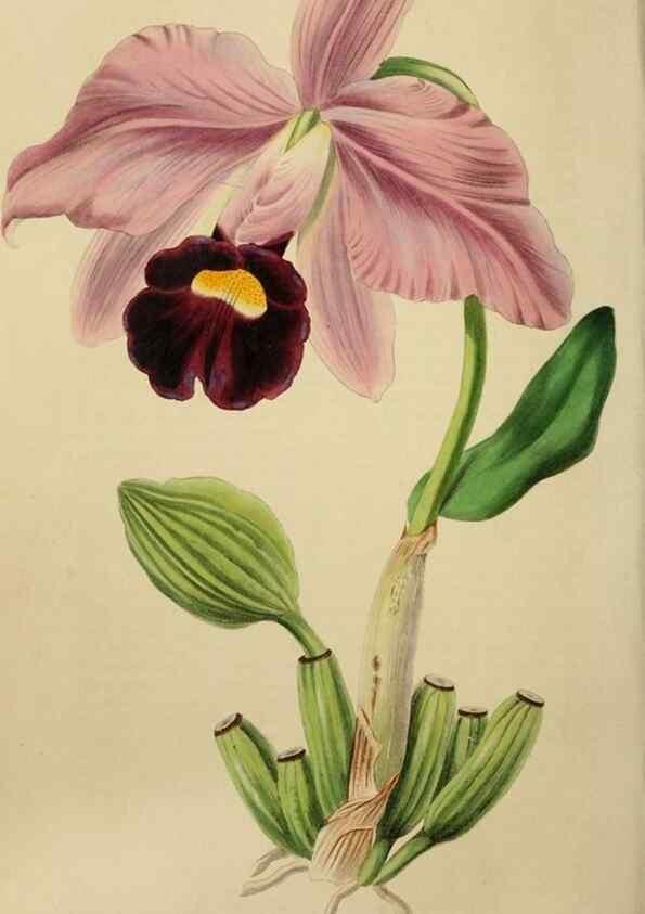 Reproducción/Reproduction 49810530418: The florist and garden miscellany.. London :Chapman and Hall,1850-1851.. 