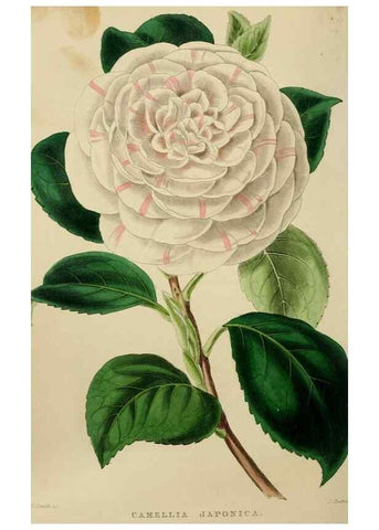 Reproducción/Reproduction 49811080006: The florist and garden miscellany.. London :Chapman and Hall,1850-1851.. 