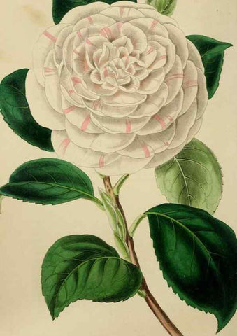 Reproducción/Reproduction 49811080006: The florist and garden miscellany.. London :Chapman and Hall,1850-1851.. 