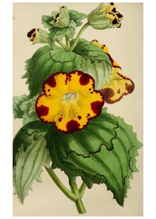 Reproducción/Reproduction 49811380442: The florist and garden miscellany.. London :Chapman and Hall,1850-1851.. 