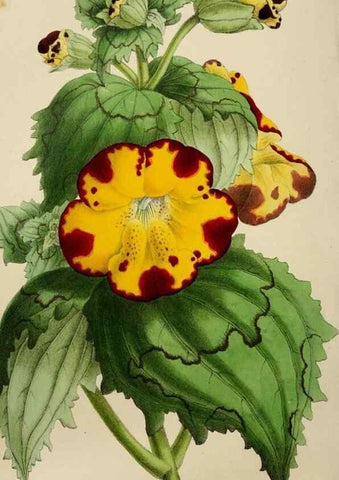 Reproducción/Reproduction 49811380442: The florist and garden miscellany.. London :Chapman and Hall,1850-1851.. 