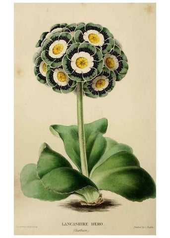 Reproducción/Reproduction 49811380722: The florist and garden miscellany.. London :Chapman and Hall,1850-1851.. 