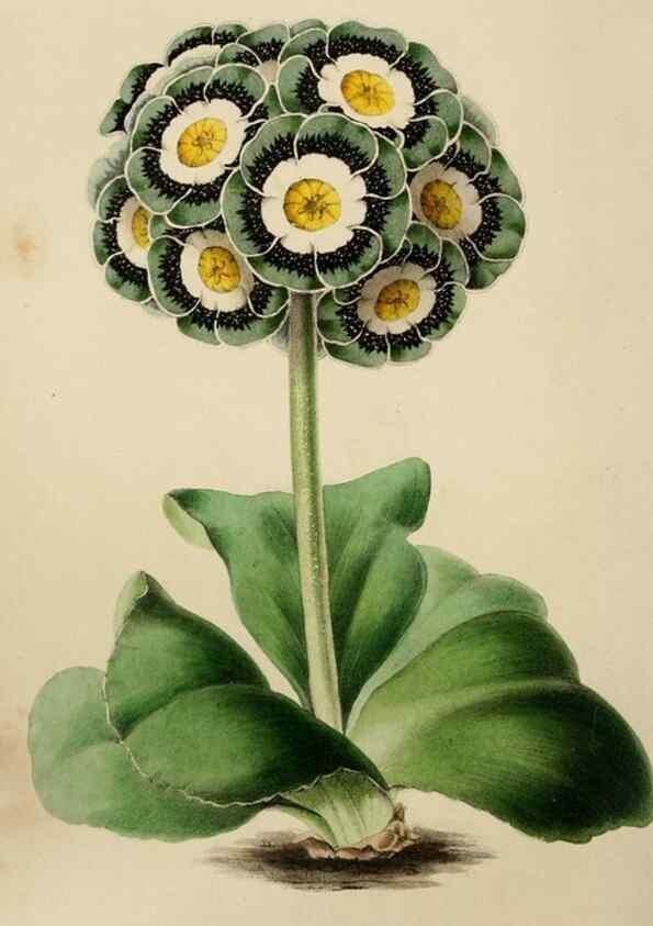 Reproducción/Reproduction 49811380722: The florist and garden miscellany.. London :Chapman and Hall,1850-1851.. 