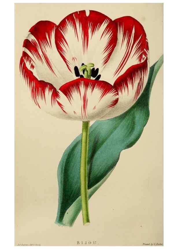 Reproducción/Reproduction 49810531733: The florist and garden miscellany.. London :Chapman and Hall,1850-1851.. 