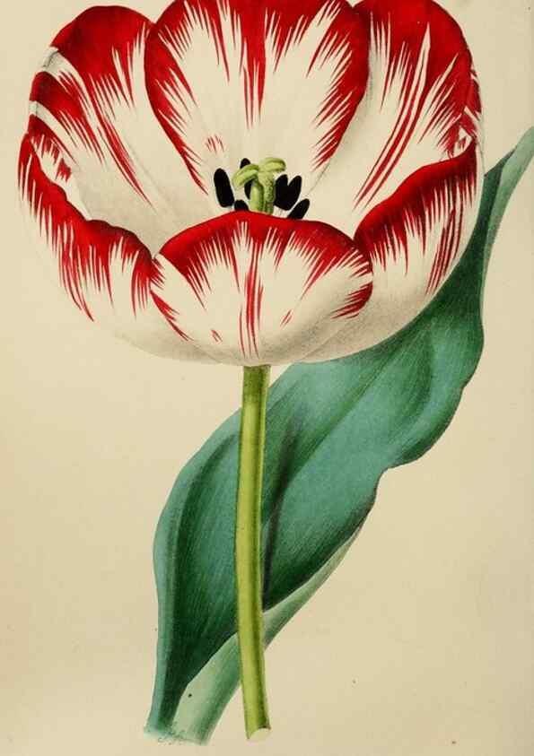 Reproducción/Reproduction 49810531733: The florist and garden miscellany.. London :Chapman and Hall,1850-1851.. 