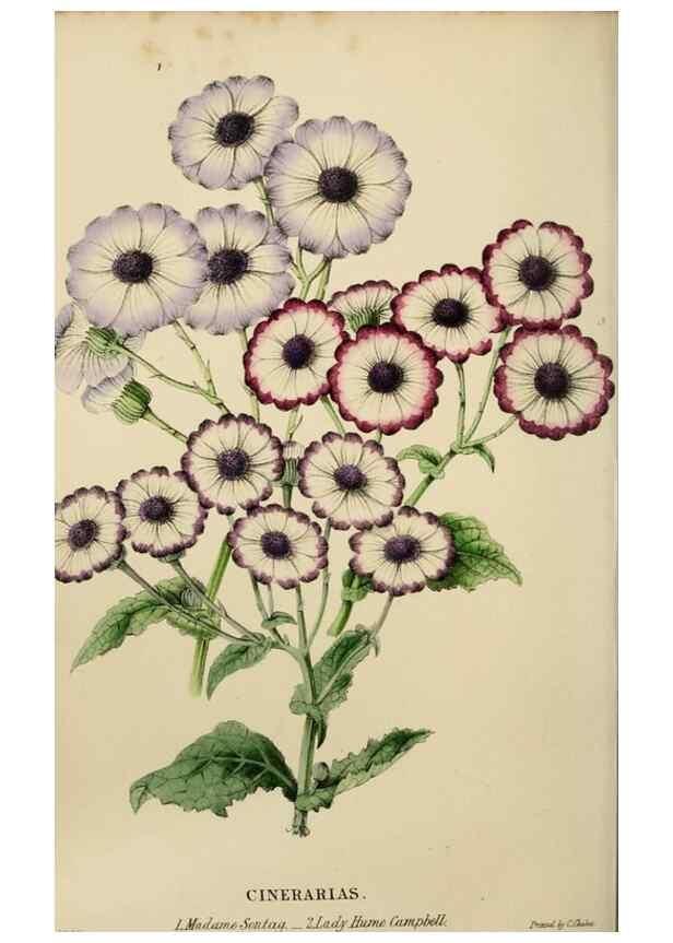 Reproducción/Reproduction 49811081431: The florist and garden miscellany.. London :Chapman and Hall,1850-1851.. 
