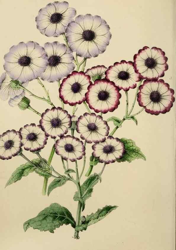 Reproducción/Reproduction 49811081431: The florist and garden miscellany.. London :Chapman and Hall,1850-1851.. 