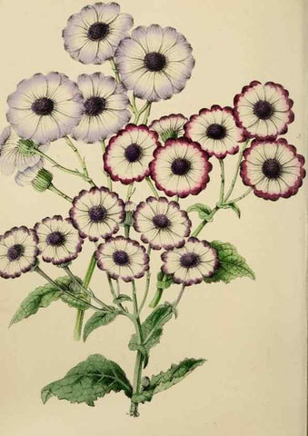 Reproducción/Reproduction 49811081431: The florist and garden miscellany.. London :Chapman and Hall,1850-1851.. 