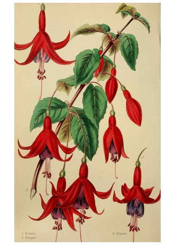 Reproducción/Reproduction 49811379252: The florist and garden miscellany.. London :Chapman and Hall,1850-1851.. 