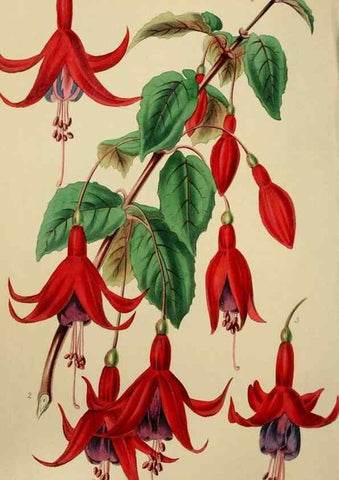 Reproducción/Reproduction 49811379252: The florist and garden miscellany.. London :Chapman and Hall,1850-1851.. 