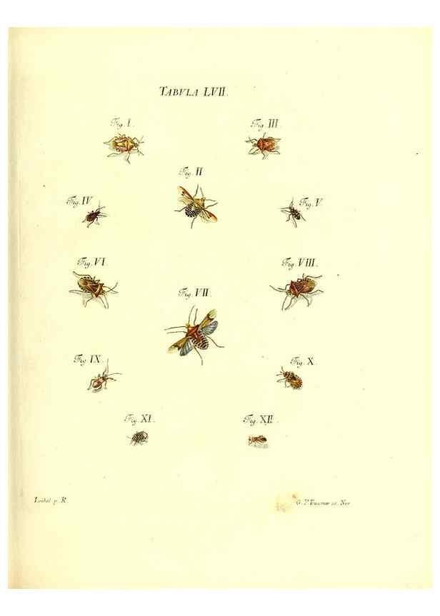 Reproducción/Reproduction 49810301531: Iacobi Christiani Schaefferi s.s. theologiae et philosophiae doctoris ... Icones insectorum circa Ratisbonam indigenorum :. Ratisbonae :Typis Breitfeldianis,MDCCLXXIX [1766-1779]. 