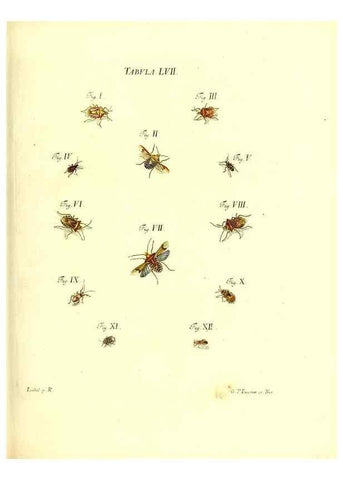Reproducción/Reproduction 49810301531: Iacobi Christiani Schaefferi s.s. theologiae et philosophiae doctoris ... Icones insectorum circa Ratisbonam indigenorum :. Ratisbonae :Typis Breitfeldianis,MDCCLXXIX [1766-1779]. 