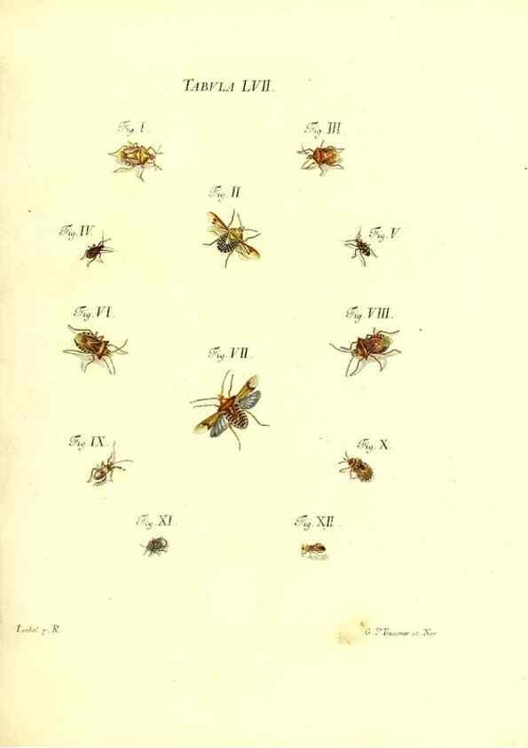 Reproducción/Reproduction 49810301531: Iacobi Christiani Schaefferi s.s. theologiae et philosophiae doctoris ... Icones insectorum circa Ratisbonam indigenorum :. Ratisbonae :Typis Breitfeldianis,MDCCLXXIX [1766-1779]. 