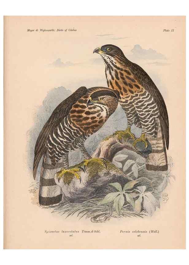 Reproducción/Reproduction 49814271842: The birds of Celebes and the neighbouring islands /. Berlin :R. Friedländer & Sohn,1898.. 