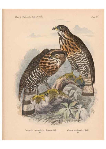 Reproducción/Reproduction 49814271842: The birds of Celebes and the neighbouring islands /. Berlin :R. Friedländer & Sohn,1898.. 