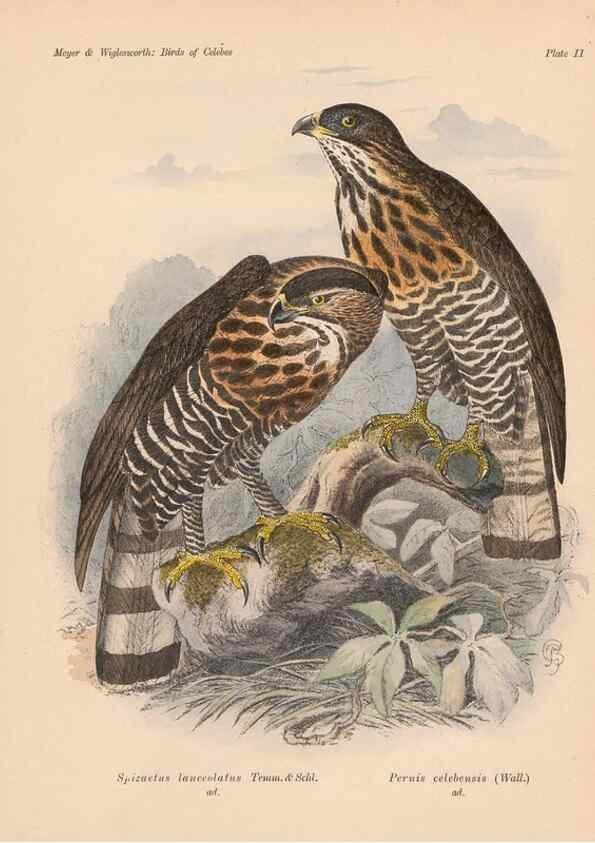 Reproducción/Reproduction 49814271842: The birds of Celebes and the neighbouring islands /. Berlin :R. Friedländer & Sohn,1898.. 