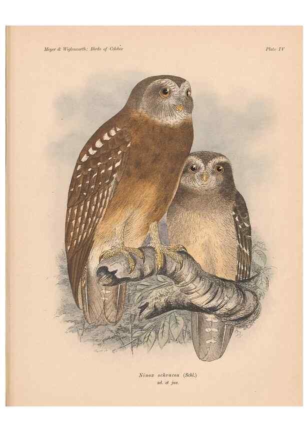 Reproducción/Reproduction 49813423333: The birds of Celebes and the neighbouring islands /. Berlin :R. Friedländer & Sohn,1898.. 