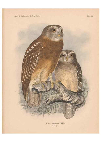 Reproducción/Reproduction 49813423333: The birds of Celebes and the neighbouring islands /. Berlin :R. Friedländer & Sohn,1898.. 