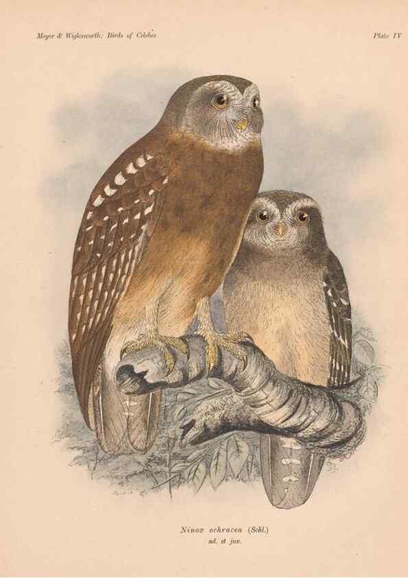 Reproducción/Reproduction 49813423333: The birds of Celebes and the neighbouring islands /. Berlin :R. Friedländer & Sohn,1898.. 