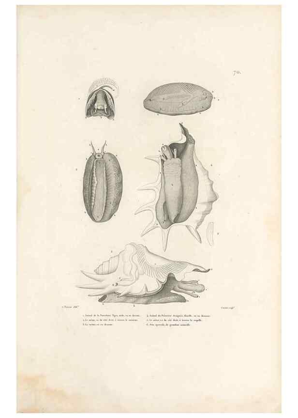 Reproducción/Reproduction 49813673773: Voyage autour du monde, entrepris par ordre du roi.. Paris,Chez Pillet aîné,1824-1844.. 