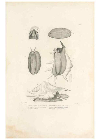 Reproducción/Reproduction 49813673773: Voyage autour du monde, entrepris par ordre du roi.. Paris,Chez Pillet aîné,1824-1844.. 