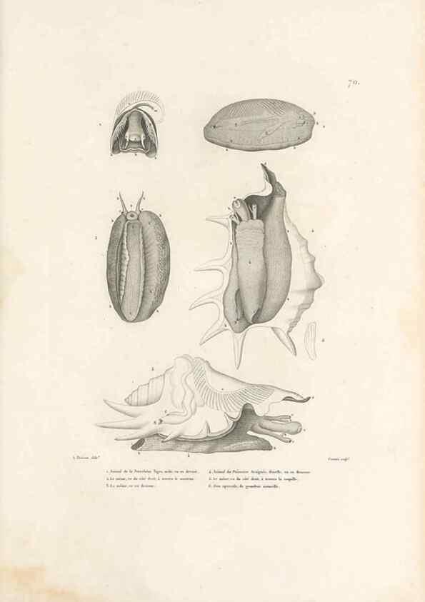 Reproducción/Reproduction 49813673773: Voyage autour du monde, entrepris par ordre du roi.. Paris,Chez Pillet aîné,1824-1844.. 