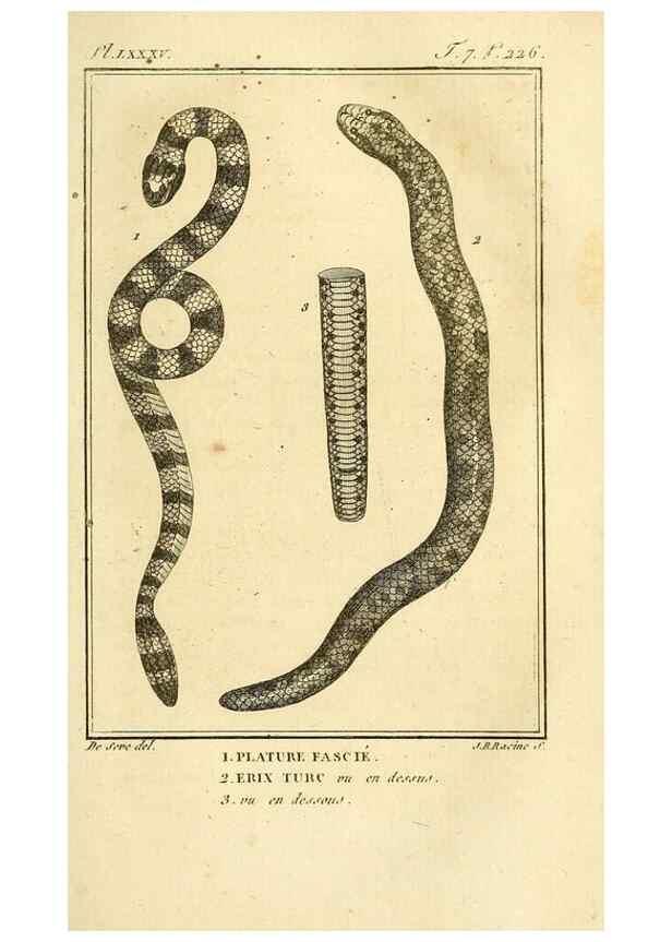 Reproducción/Reproduction 49813673988: Histoire naturelle, générale et particulière, des reptiles. A Paris :De l'Imprimerie de F. Dufart,an X-XI [1802-1803]. 