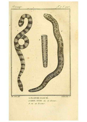 Reproducción/Reproduction 49813673988: Histoire naturelle, générale et particulière, des reptiles. A Paris :De l'Imprimerie de F. Dufart,an X-XI [1802-1803]. 
