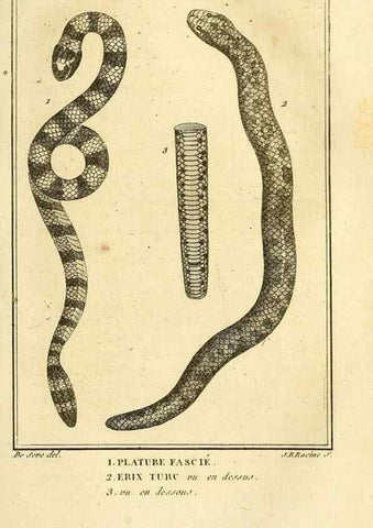 Reproducción/Reproduction 49813673988: Histoire naturelle, générale et particulière, des reptiles. A Paris :De l'Imprimerie de F. Dufart,an X-XI [1802-1803]. 