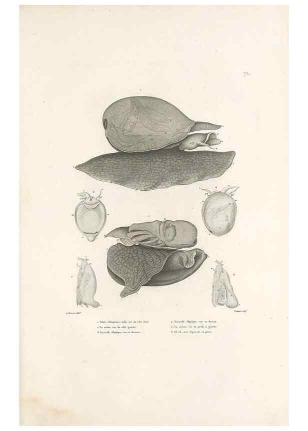 Reproducción/Reproduction 49814521442: Voyage autour du monde, entrepris par ordre du roi.. Paris,Chez Pillet aîné,1824-1844.. 