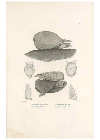 Reproducción/Reproduction 49814521442: Voyage autour du monde, entrepris par ordre du roi.. Paris,Chez Pillet aîné,1824-1844.. 
