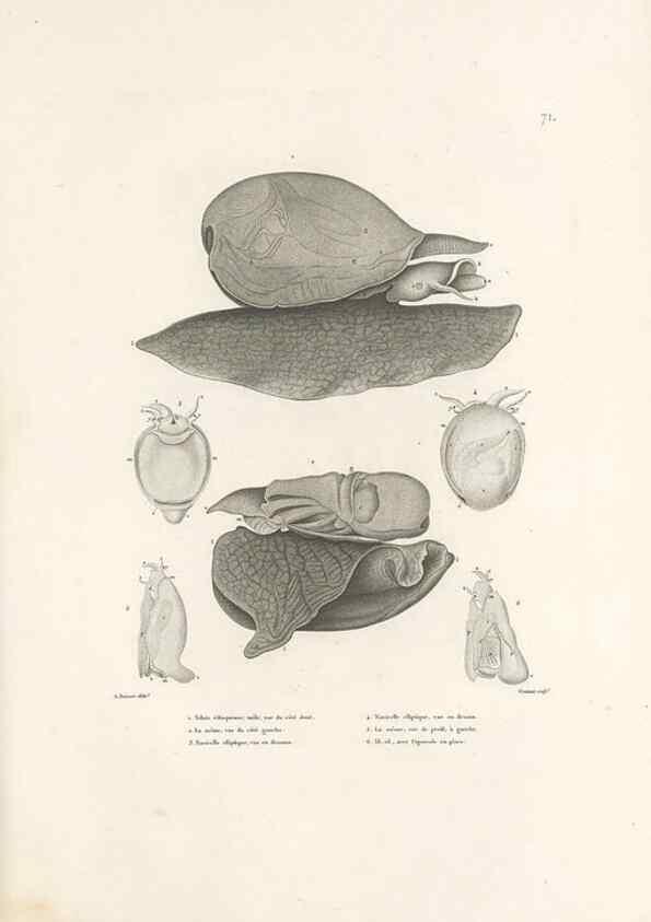 Reproducción/Reproduction 49814521442: Voyage autour du monde, entrepris par ordre du roi.. Paris,Chez Pillet aîné,1824-1844.. 