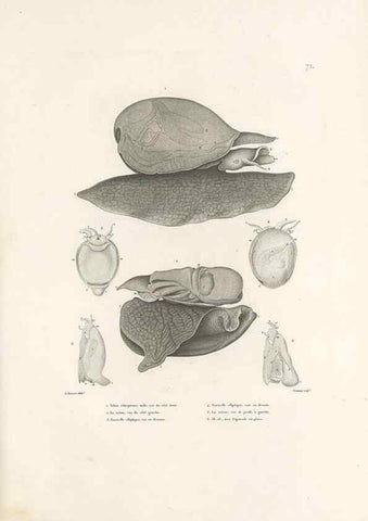 Reproducción/Reproduction 49814521442: Voyage autour du monde, entrepris par ordre du roi.. Paris,Chez Pillet aîné,1824-1844.. 