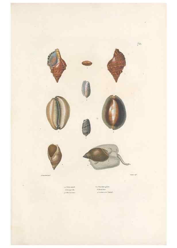 Reproducción/Reproduction 49813674228: Voyage autour du monde, entrepris par ordre du roi.. Paris,Chez Pillet aîné,1824-1844.. 