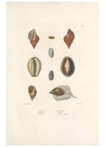 Reproducción/Reproduction 49813674228: Voyage autour du monde, entrepris par ordre du roi.. Paris,Chez Pillet aîné,1824-1844.. 