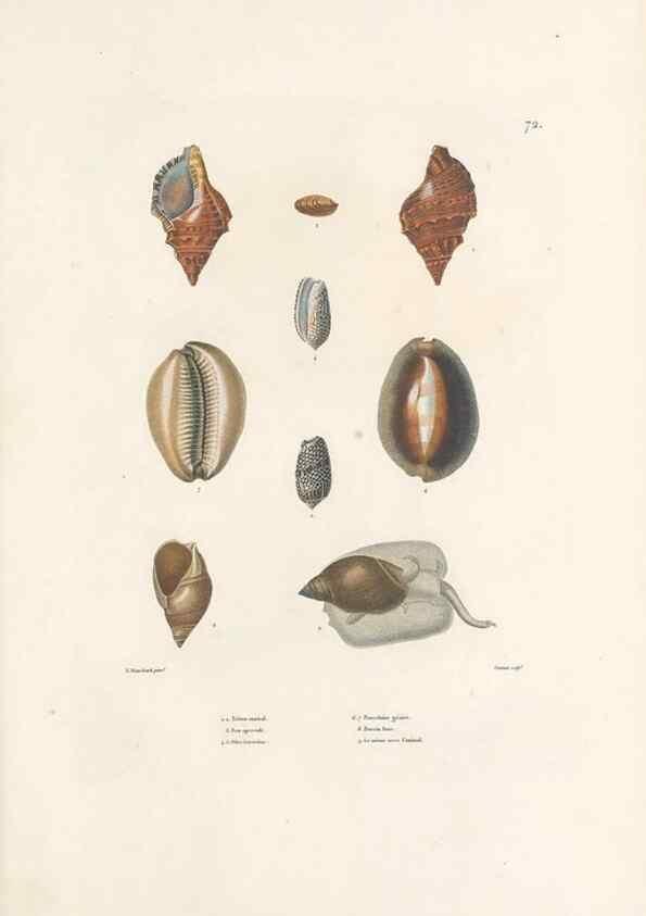 Reproducción/Reproduction 49813674228: Voyage autour du monde, entrepris par ordre du roi.. Paris,Chez Pillet aîné,1824-1844.. 
