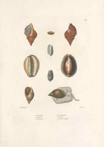 Reproducción/Reproduction 49813674228: Voyage autour du monde, entrepris par ordre du roi.. Paris,Chez Pillet aîné,1824-1844.. 