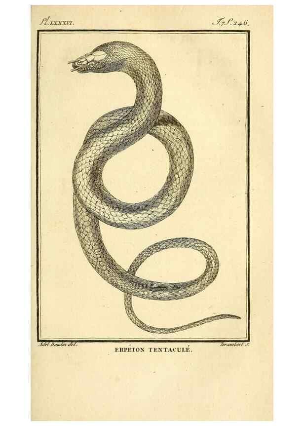 Reproducción/Reproduction 49814212081: Histoire naturelle, générale et particulière, des reptiles. A Paris :De l'Imprimerie de F. Dufart,an X-XI [1802-1803]. 