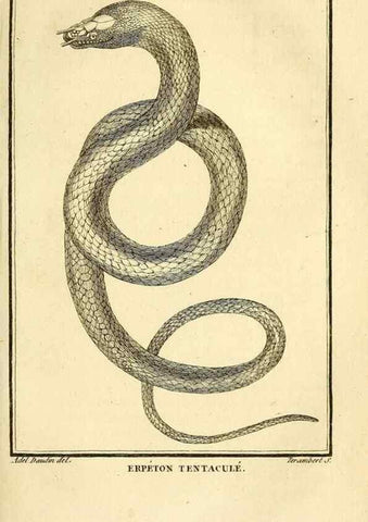 Reproducción/Reproduction 49814212081: Histoire naturelle, générale et particulière, des reptiles. A Paris :De l'Imprimerie de F. Dufart,an X-XI [1802-1803]. 