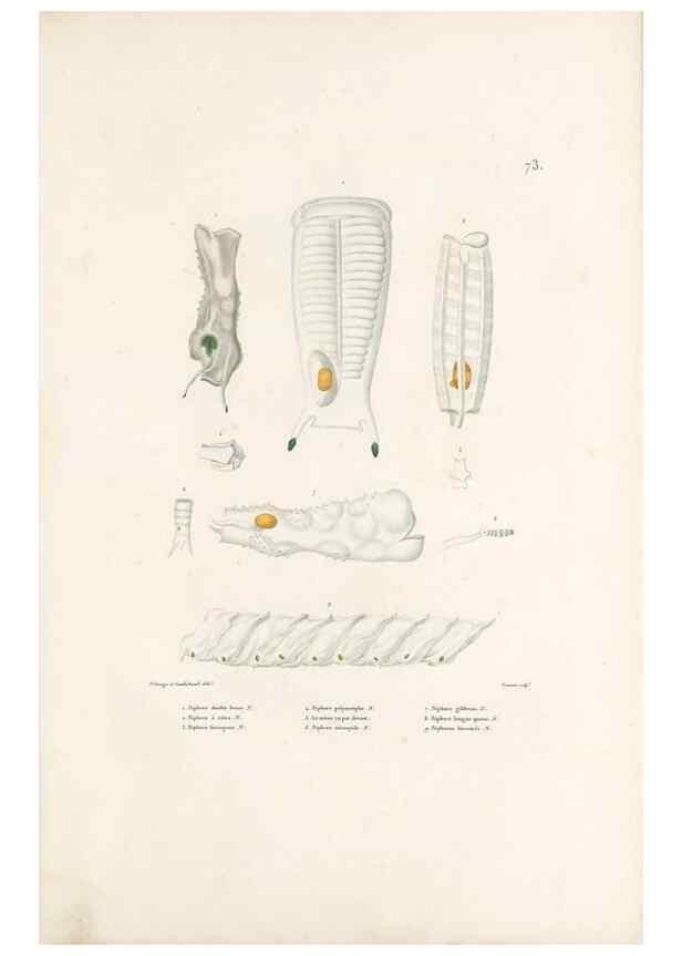 Reproducción/Reproduction 49813674433: Voyage autour du monde, entrepris par ordre du roi.. Paris,Chez Pillet aîné,1824-1844.. 