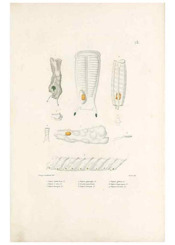 Reproducción/Reproduction 49813674433: Voyage autour du monde, entrepris par ordre du roi.. Paris,Chez Pillet aîné,1824-1844.. 