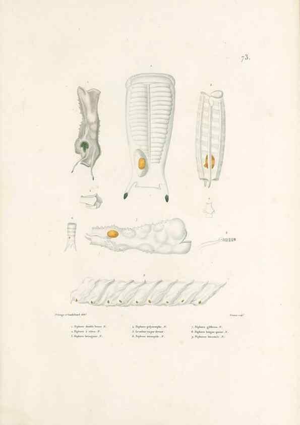 Reproducción/Reproduction 49813674433: Voyage autour du monde, entrepris par ordre du roi.. Paris,Chez Pillet aîné,1824-1844.. 