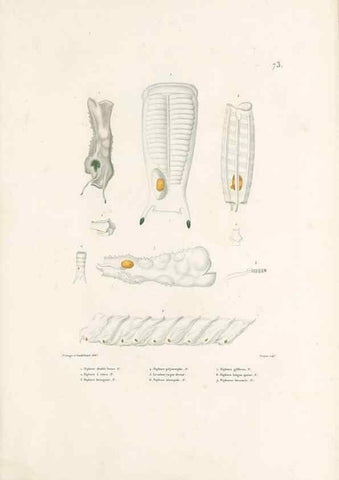 Reproducción/Reproduction 49813674433: Voyage autour du monde, entrepris par ordre du roi.. Paris,Chez Pillet aîné,1824-1844.. 
