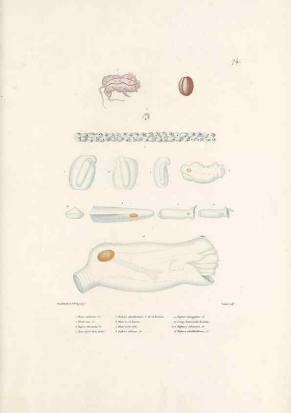 Reproducción/Reproduction 49814212241: Voyage autour du monde, entrepris par ordre du roi.. Paris,Chez Pillet aîné,1824-1844.. 