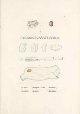 Reproducción/Reproduction 49814212241: Voyage autour du monde, entrepris par ordre du roi.. Paris,Chez Pillet aîné,1824-1844.. 
