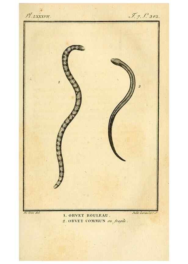 Reproducción/Reproduction 49814522147: Histoire naturelle, générale et particulière, des reptiles. A Paris :De l'Imprimerie de F. Dufart,an X-XI [1802-1803]. 
