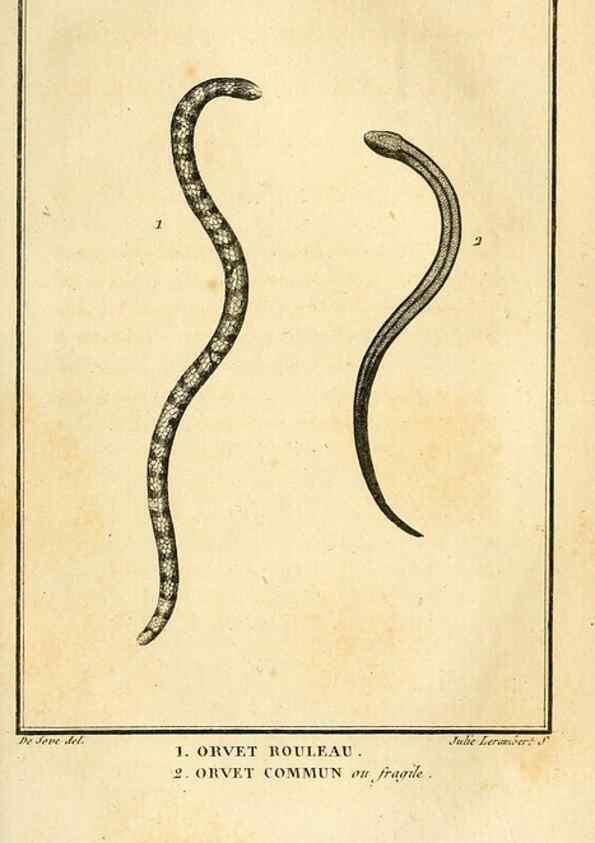 Reproducción/Reproduction 49814522147: Histoire naturelle, générale et particulière, des reptiles. A Paris :De l'Imprimerie de F. Dufart,an X-XI [1802-1803]. 