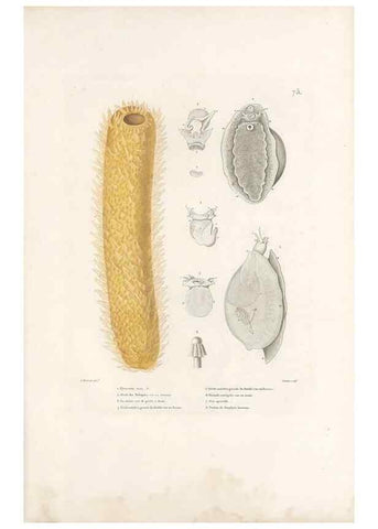 Reproducción/Reproduction 49814212486: Voyage autour du monde, entrepris par ordre du roi.. Paris,Chez Pillet aîné,1824-1844.. 