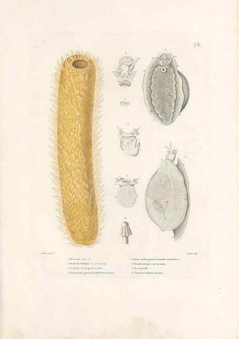Reproducción/Reproduction 49814212486: Voyage autour du monde, entrepris par ordre du roi.. Paris,Chez Pillet aîné,1824-1844.. 